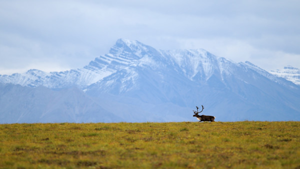 BLM Blocks Mining Road in Alaska’s Brooks Range