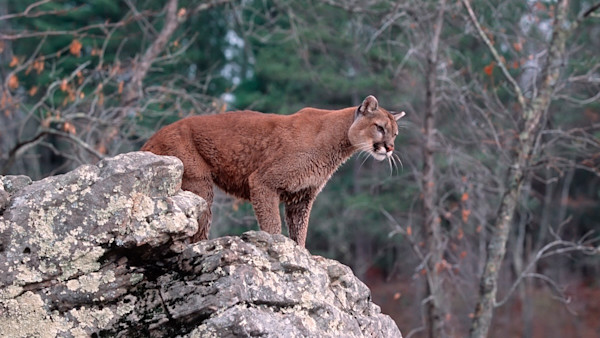 Shovel-Wielding Camper Kills Mountain Lion in Colorado