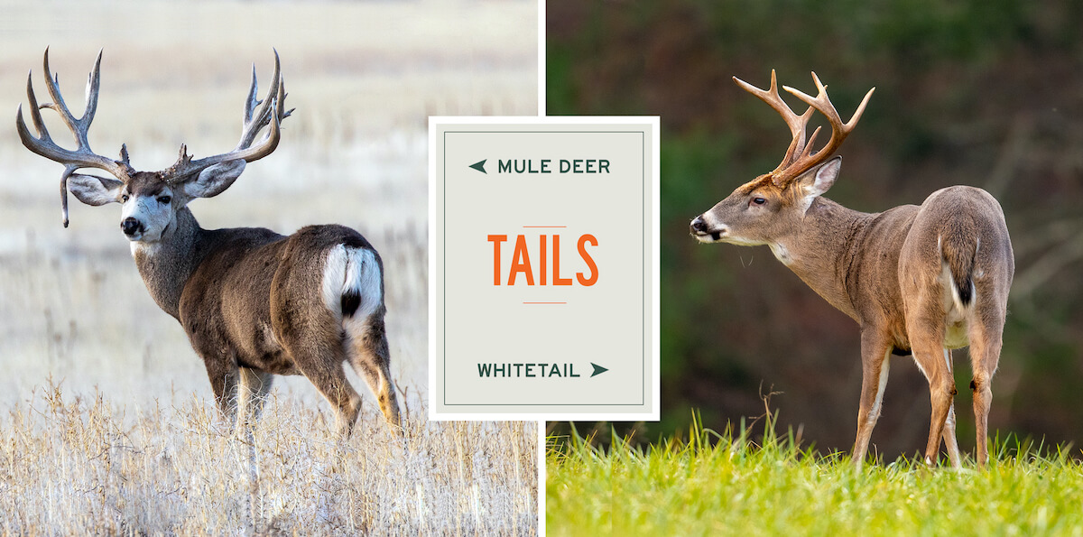 mule-deer-vs-whitetails-tails