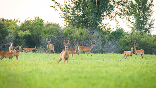 How to Summer Scout for Public Land Whitetails