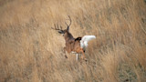 Antlered buck running through tall dry grass with white tail flag raised