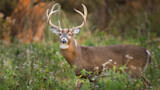 How to Scout for Limited Resources to Locate Early-Season Bucks