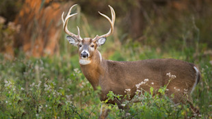 White-tailed buck with eight-point antlers standing in a grassy meadow