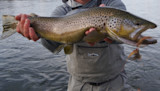 Angler holding a large brown trout horizontally over a river, fly visible in its mouth