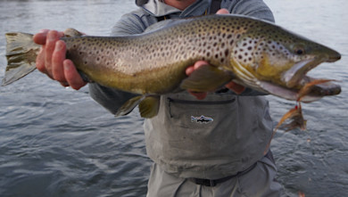 Angler holding a large brown trout horizontally over a river, fly visible in its mouth