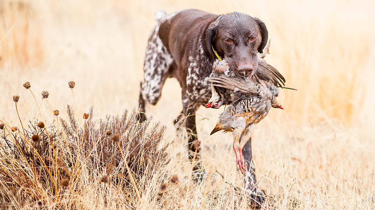 Ask A Vet: Should I Spay or Neuter My Bird Dog?