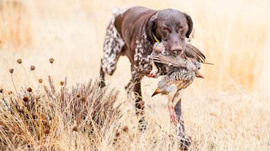 Ask A Vet: Should I Spay or Neuter My Bird Dog?