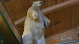 Thieves Pilfer 500-Pound Polar Bear in 'Planned' Plunder