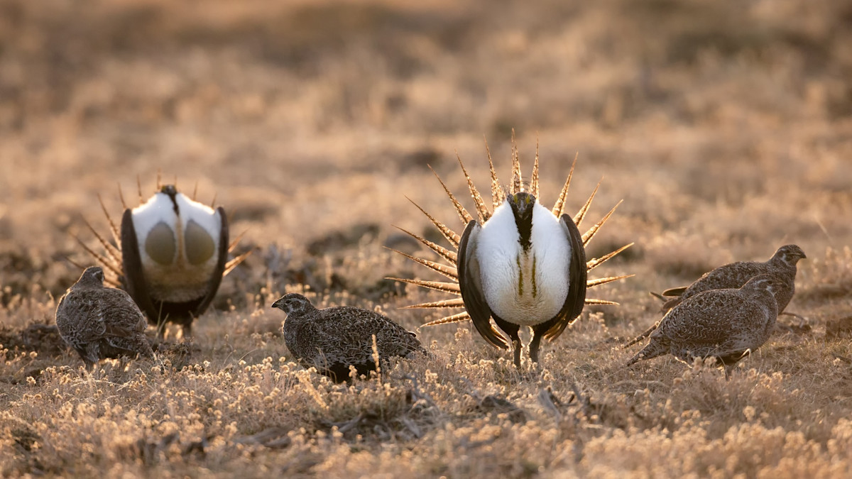 North Dakota Officials Say Sage Grouse Have Been Extirpated in the State