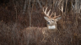 How to Find Whitetail Sanctuaries on Public Land