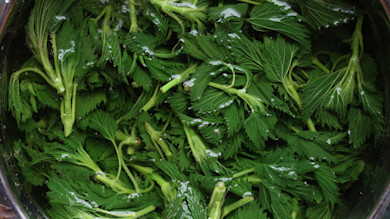 Stinging nettle leaves submerged in water