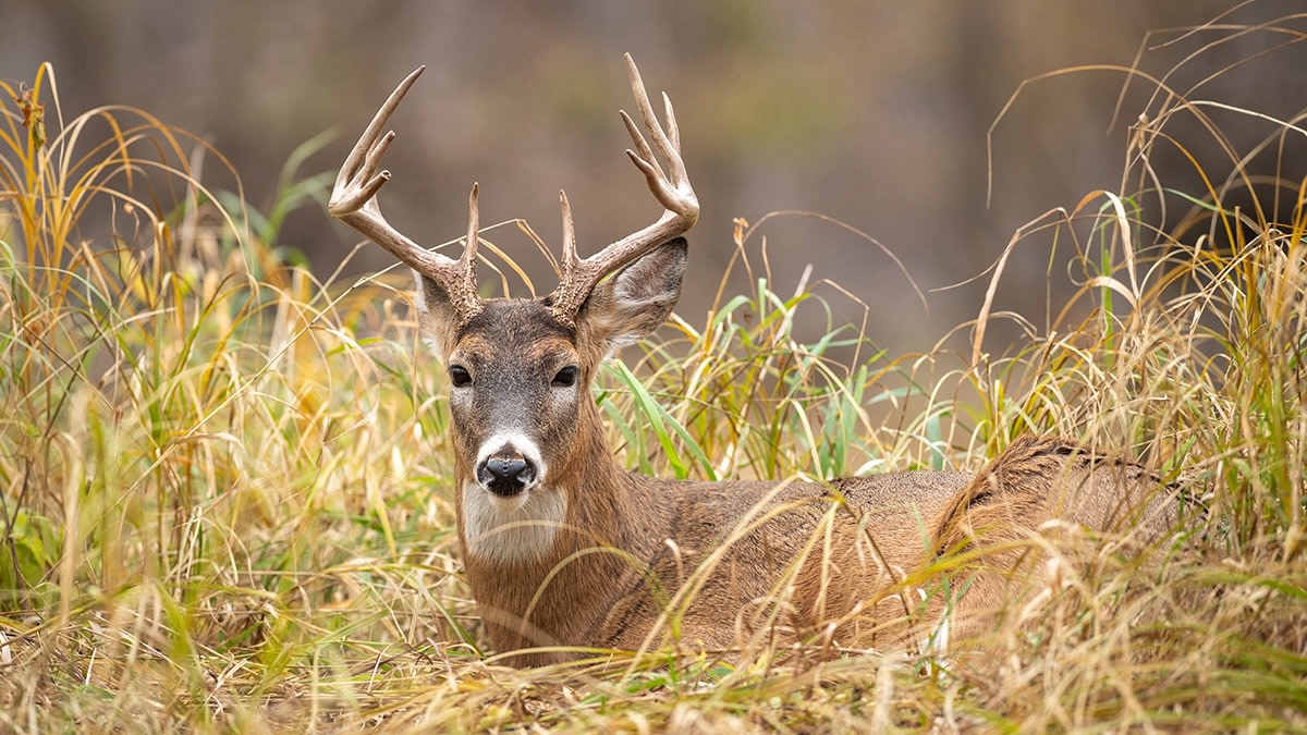 Backtracking: Do You Really Need to Find A Buck’s Bed to Hunt Him?