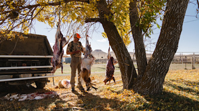 Hunter skinning three hanging carcasses under a tree beside pickup, Montana plate DXG122