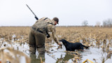 Hunter hands a retrieved duck to a black Labrador in a flooded cornfield
