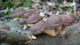 Shiitake mushrooms clustered on a hardwood log