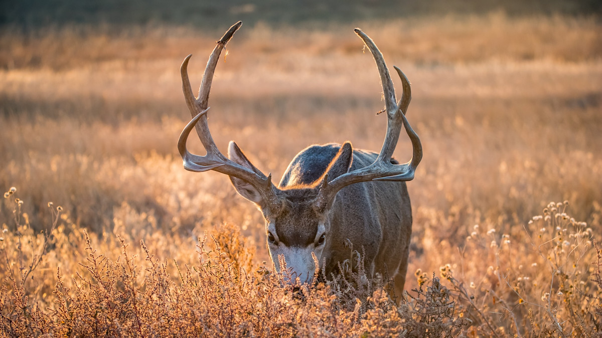 Invasive Grasses Could Cheat Deer Out Of Rangeland
