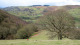 Large leafless tree dominates green valley; two people walk in the lower field