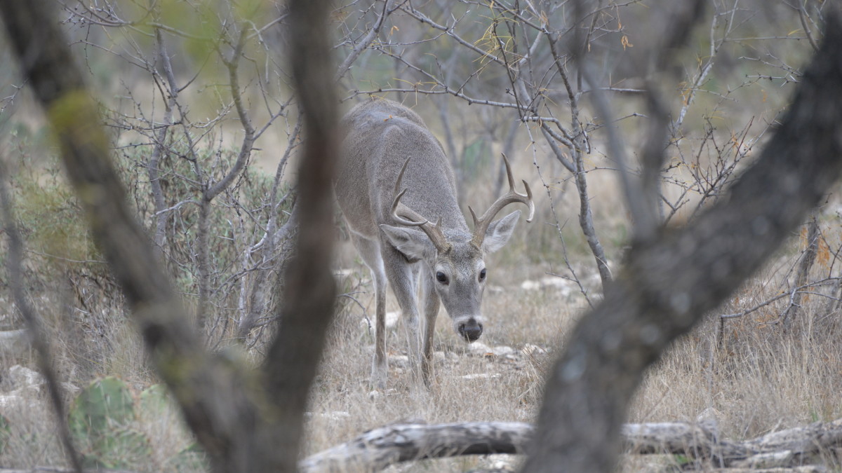 How To Kill A Buck After The General Gun Season