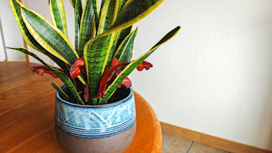 Potted snake plant with cooked bacon strips tucked among leaves on a wooden table