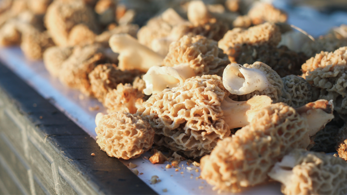 Morel mushrooms clustered on a white tray in warm sunlight