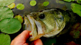 Largemouth bass with angler's fingers gripping lower jaw amid green lily pads