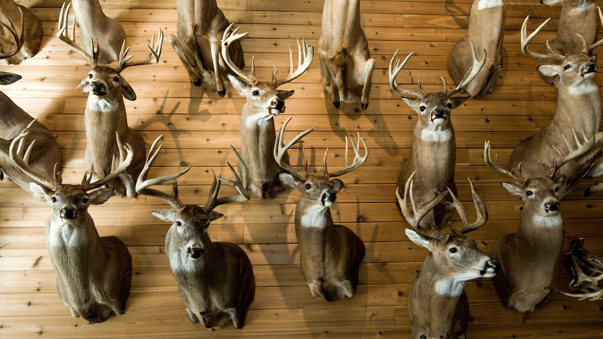 How Adam Hays Finds the Biggest Buck on a Property
