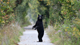 Black bear standing on hind legs in middle of tree-lined path