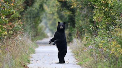 Black bear standing on hind legs in middle of tree-lined path