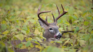 White-tailed buck licking its nose amid dense green vegetation
