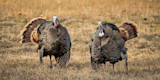 MeatEater Mailbag: Favorite Turkey State and Fly Fishing Advantages