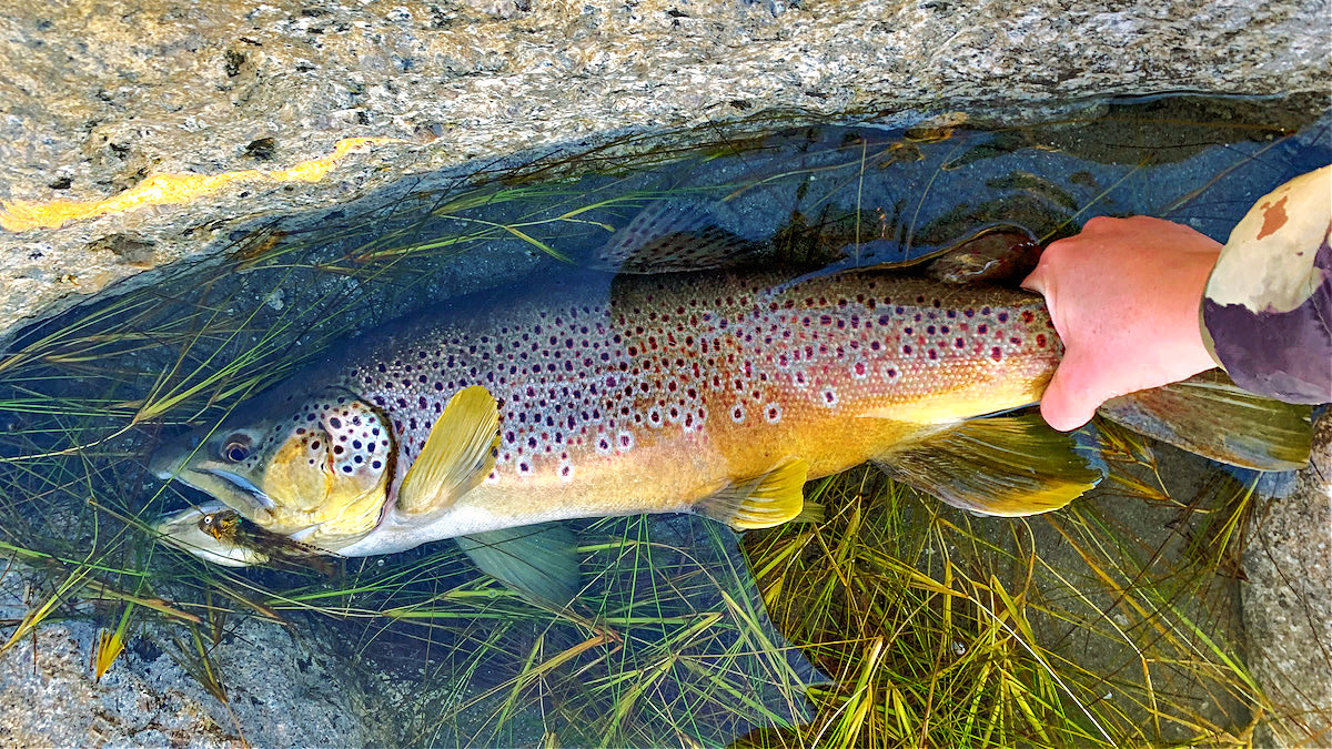 10 Best Streamers for Trout
