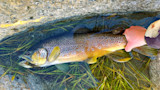 Brown trout in shallow pool with streamer fly in mouth, hand holding its tail
