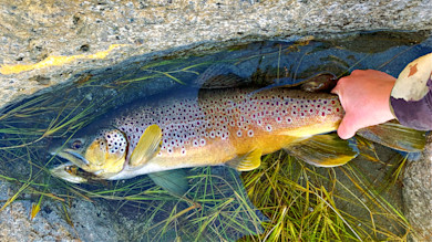 Brown trout in shallow pool with streamer fly in mouth, hand holding its tail