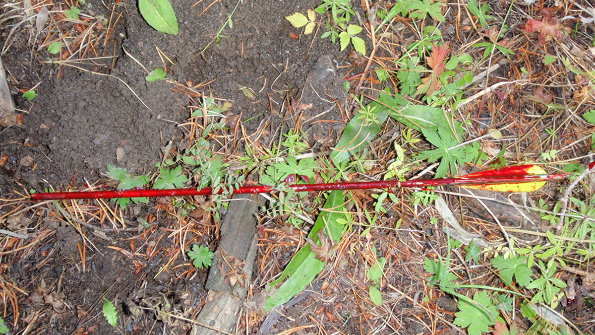 How to Blood Trail and Track Shot Game Animals