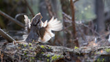 Ruffed grouse wings spread on mossy log in forest