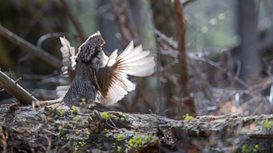 Ruffed grouse wings spread on mossy log in forest