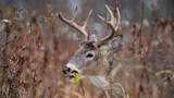 Understanding a Whitetail’s Diet