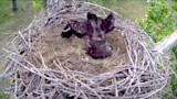 Video: Raccoon Attacks Eagle Fledgling in Nest
