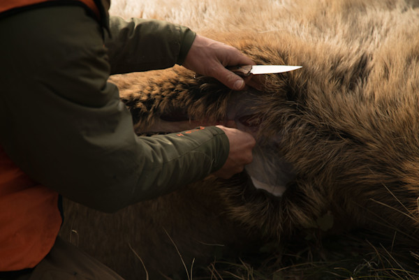 Choosing a Hunting Knife