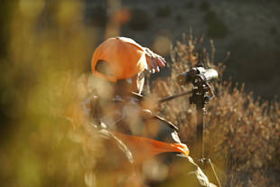 Hunter in orange cap and vest watching through a spotting scope on a tripod in brush