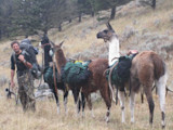 Three pack llamas with green packs led by a man carrying a backpack and bow on hillside