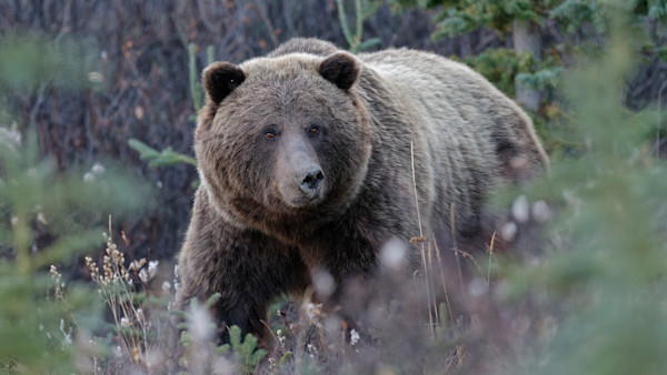 Hunter Kills Attacking Grizzly and Sustains “Significant Injuries”
