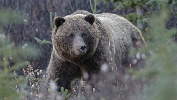 Hunter Kills Attacking Grizzly and Sustains “Significant Injuries”