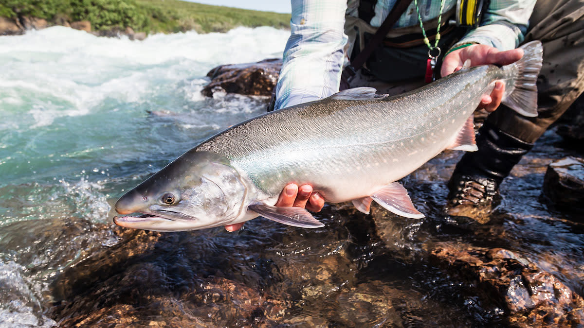 Catch It. Release It? Kill It? Eat It?