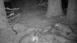 Video: Mountain Lion Kittens Fight Over Food and Snuggles