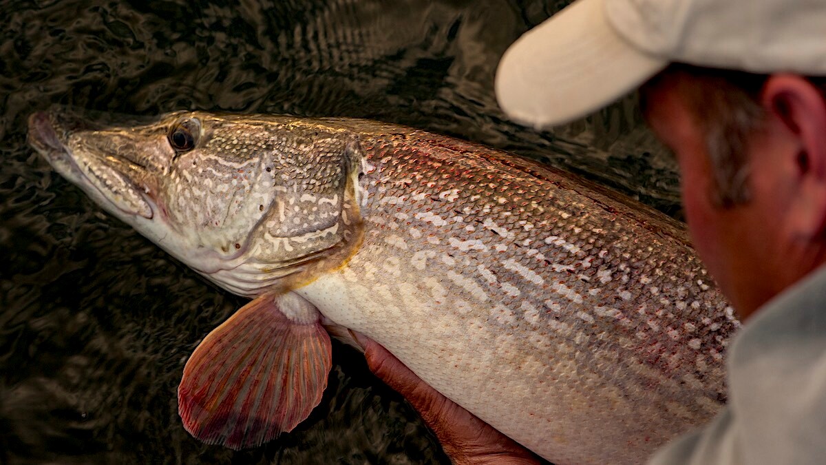 How to Catch Giant Northern Pike