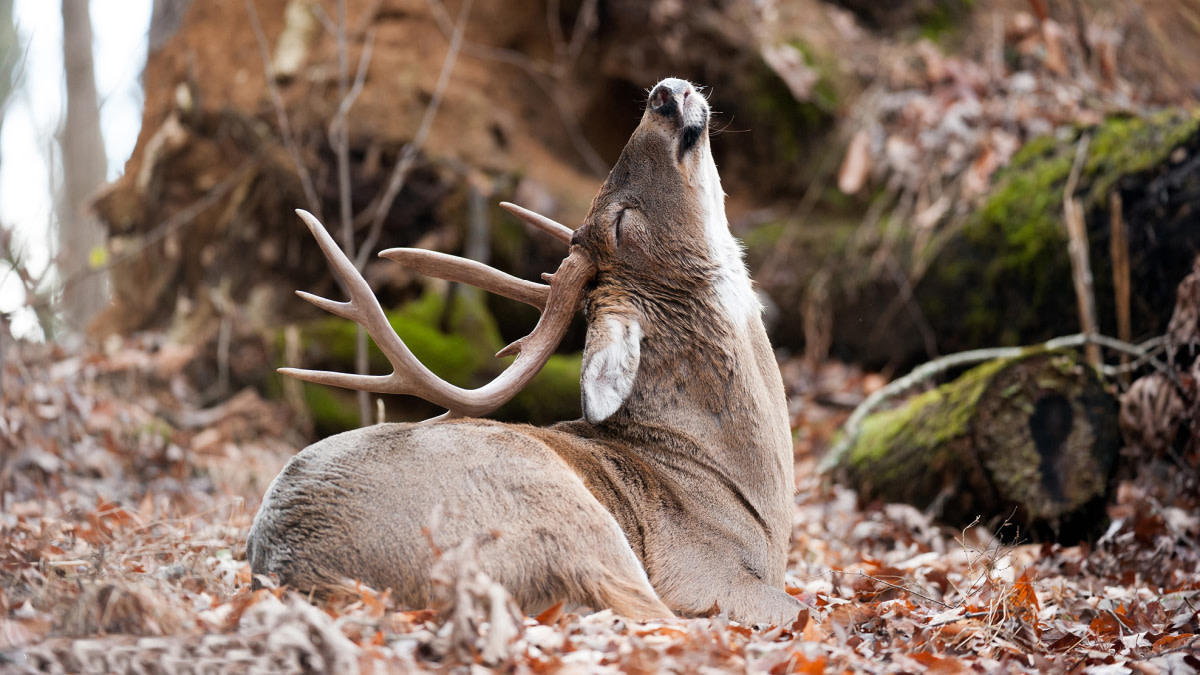 How to Read a Whitetail Buck Bed