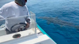 Hammerhead sharks swim beside a small boat while a man steers at the helm