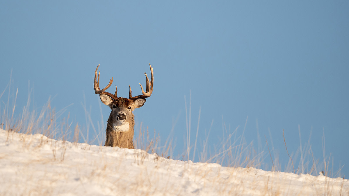 Can Whitetails Stake a Claim in Alaska?