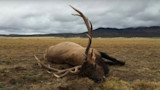 Video: Big Bull Elk Trips Over Fence and Dies